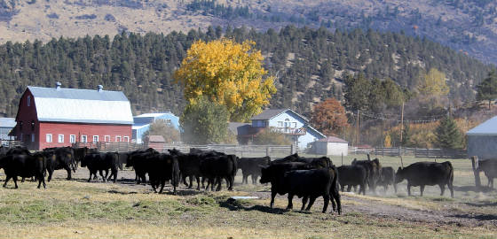 2018_bulls_brought_in_for_weaning.jpg