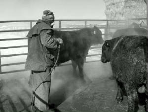 bobwashingbullsbw.JPG