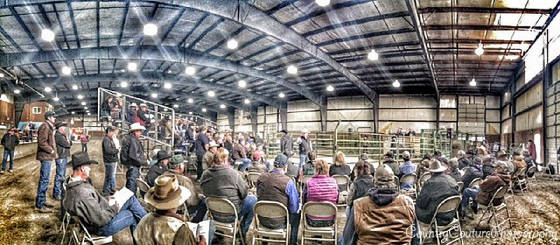 large_crowd_at_bull_sale.jpg