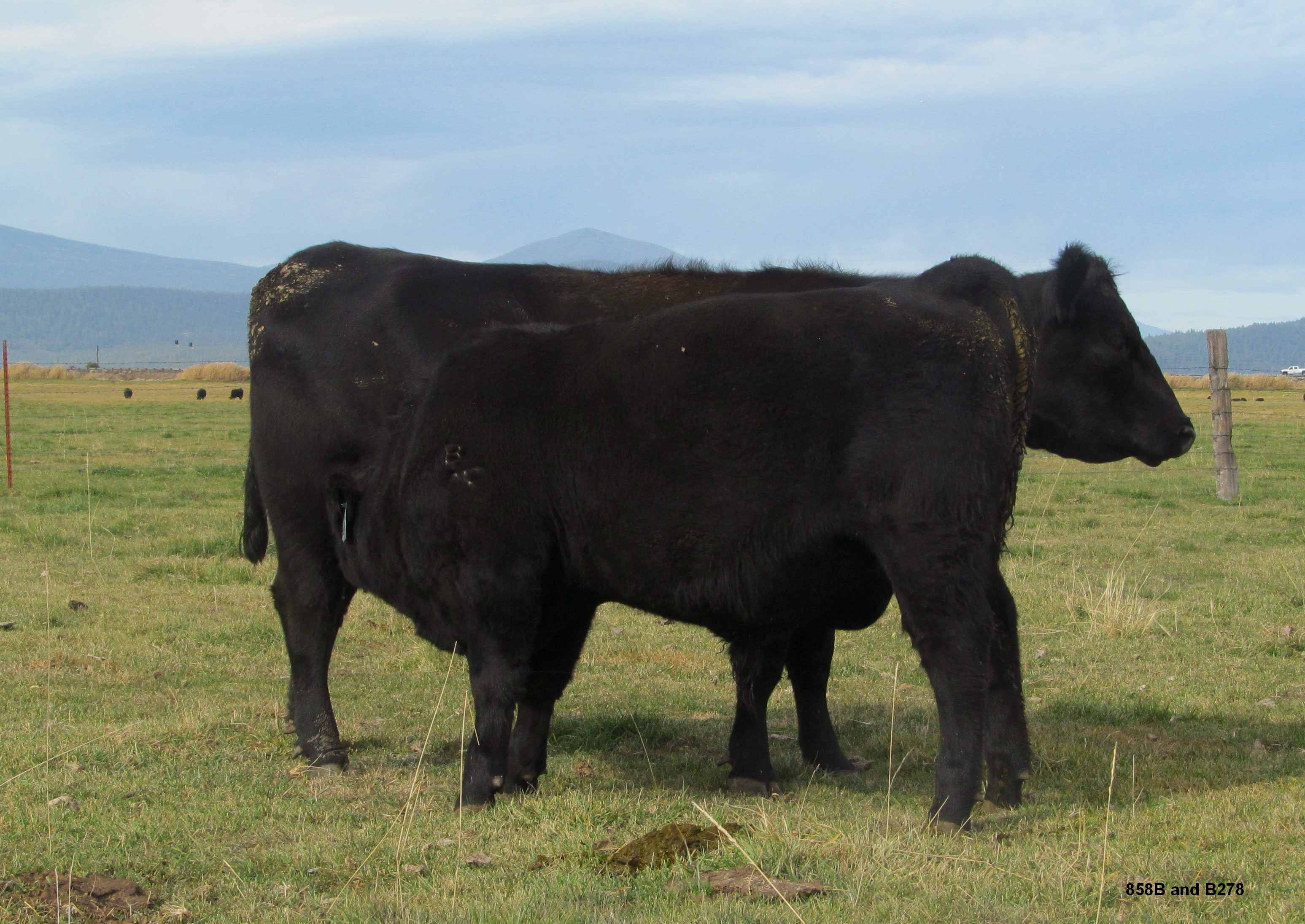 858BandB278.jpg