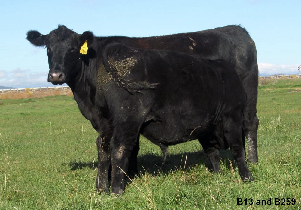 Buchanan Angus Ranch