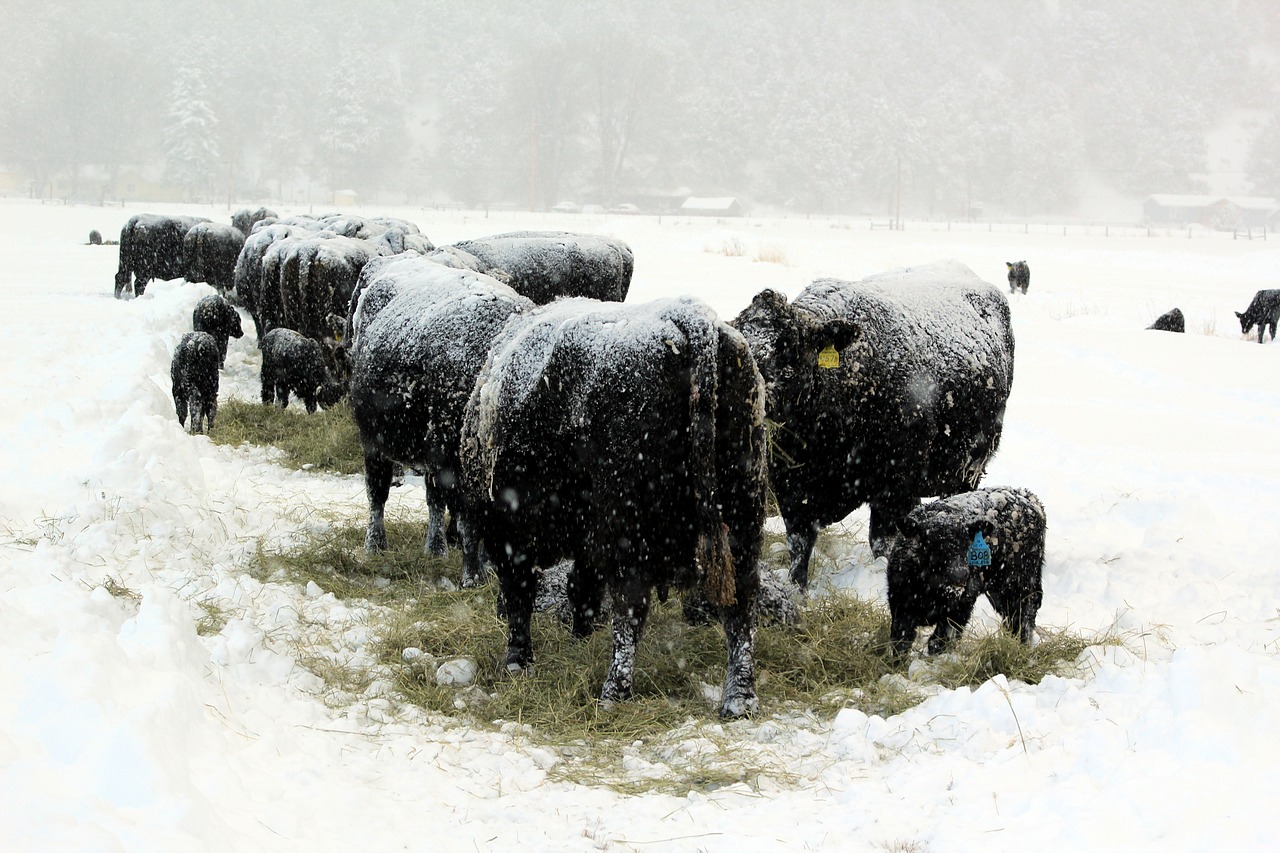 feeding_during_the_January_2017_blizzard.jpg